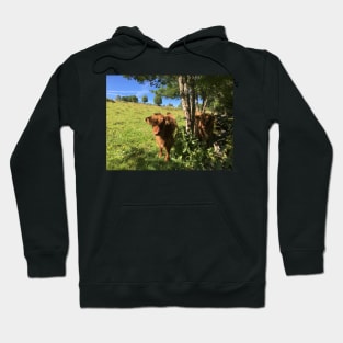 Scottish Highland Cattle Calves 1489 Hoodie